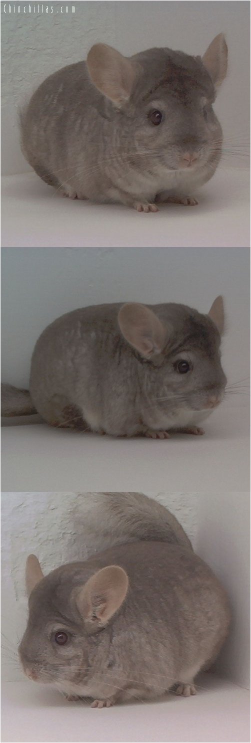 1617 Showable Beige Female Chinchilla