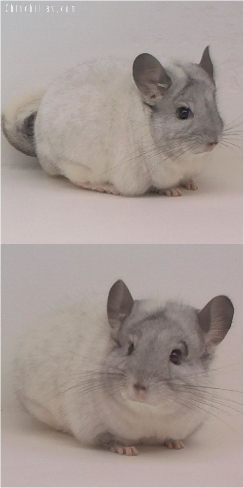 1624 Class Champion Mosaic Male Chinchilla