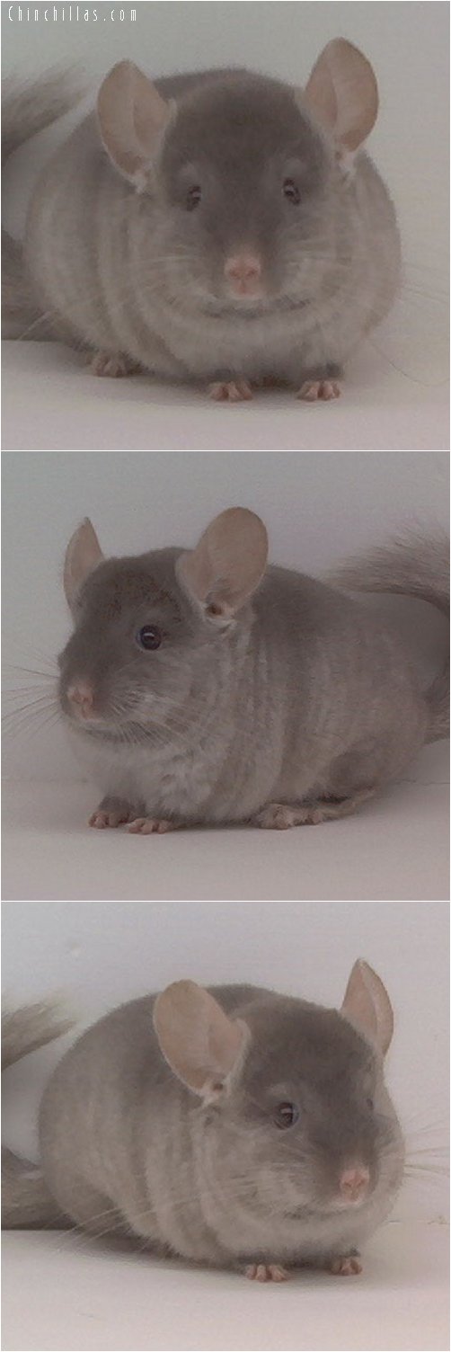 1648 TOV Beige ( Violet Carrier ) Female Chinchilla