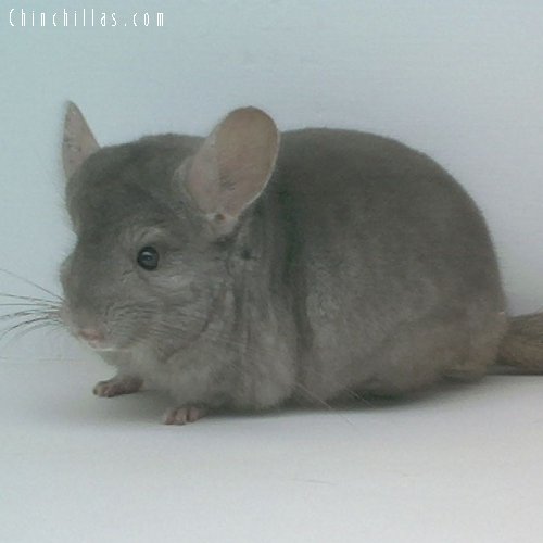 1647 Champion Tan Male Chinchilla