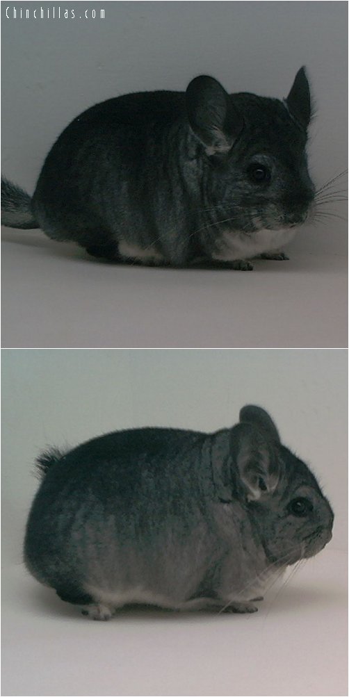 1643 Blocky / Brevi Show Quality Standard Female Chinchilla