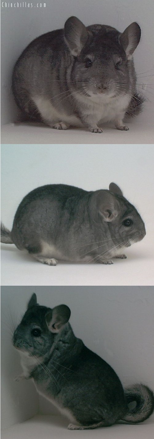 1645 Blocky / Brevi Show Quality Standard Male Chinchilla