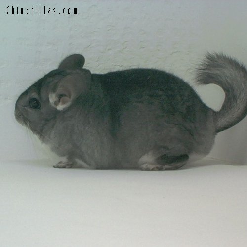 1559 Top Show Quality Pure Standard Female Chinchilla