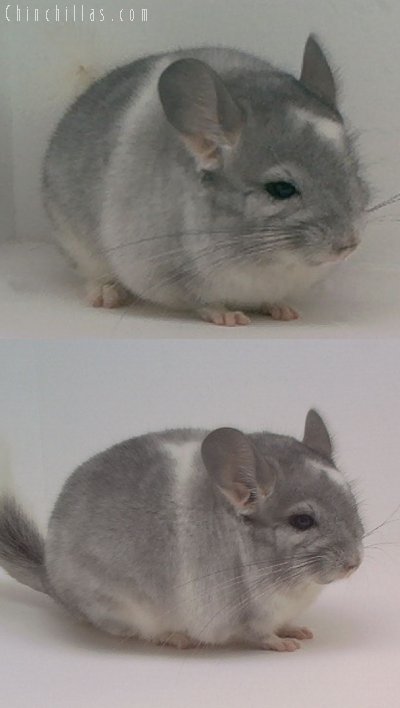 1606 Showable Unusually Marked Mosaic Male Chinchilla