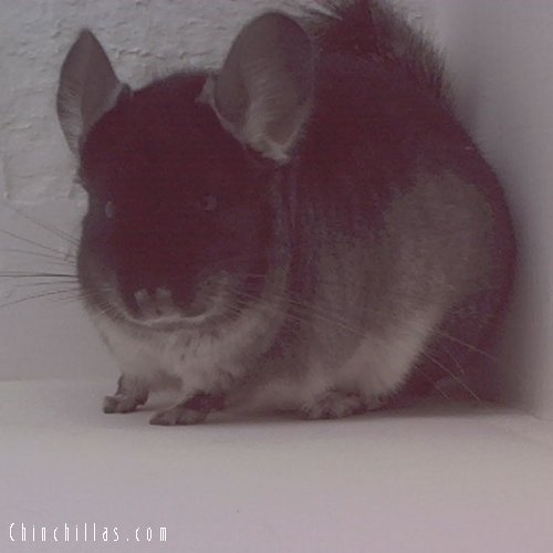 1536 Showable Black Velvet Female Chinchilla