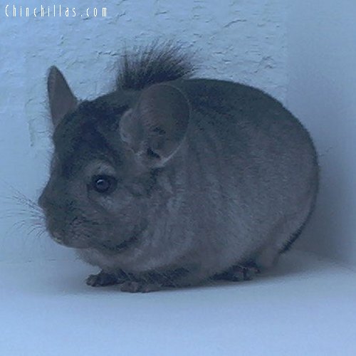 1650 Show Quality Hetero Eb Male Chinchilla