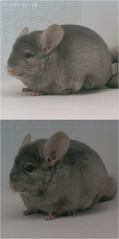 1655 Show Quality TOV Tan Female Chinchilla