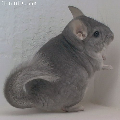 1656 Show Quality Sapphire Female Chinchilla