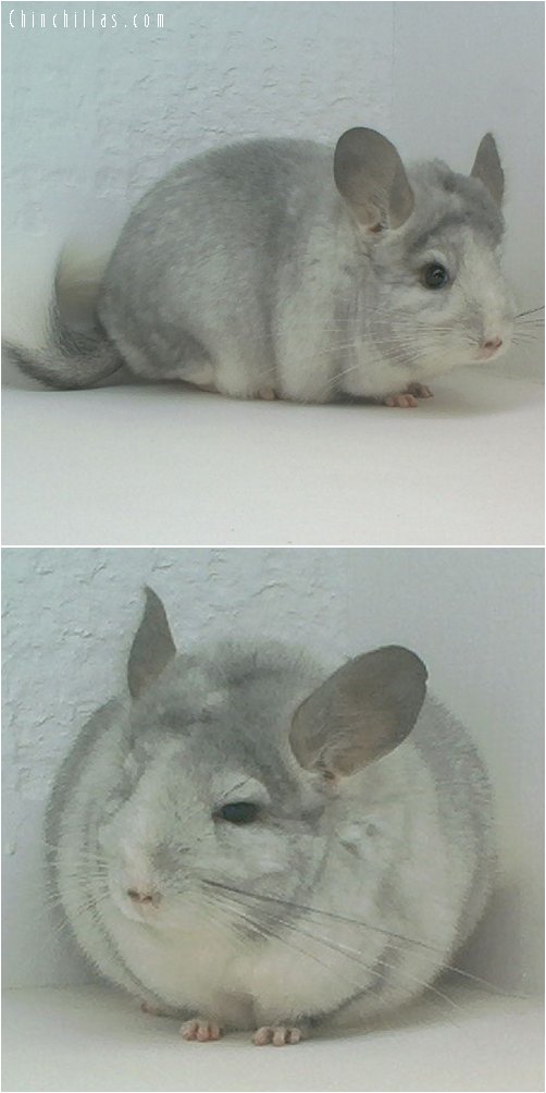 1660 Showable Silver Mosaic Female Chinchilla