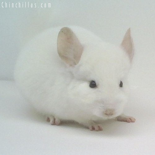 1602 Showable Pink White Male Chinchilla