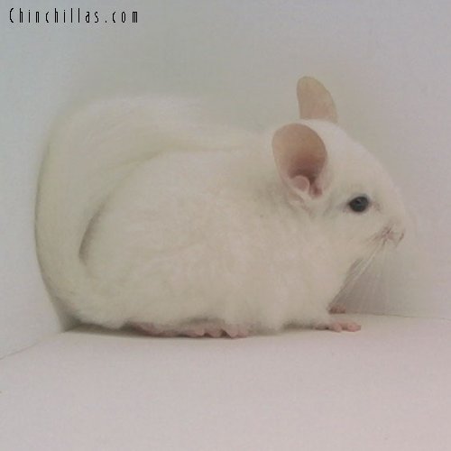 1603 Show Quality Pink White Female Chinchilla