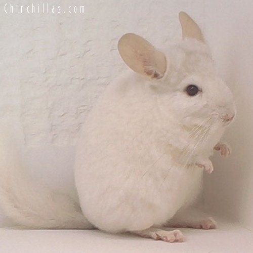 1608 Pink White Female Chinchilla