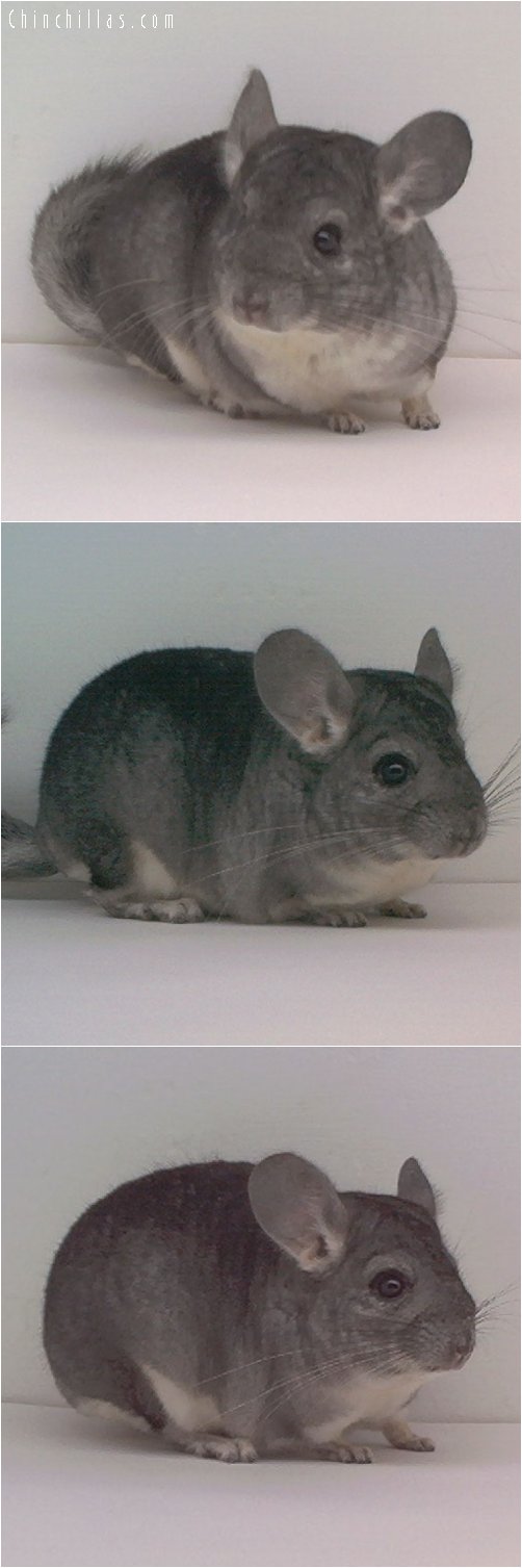 1661 Standard ( Sapphire Carrier ) Male Chinchilla