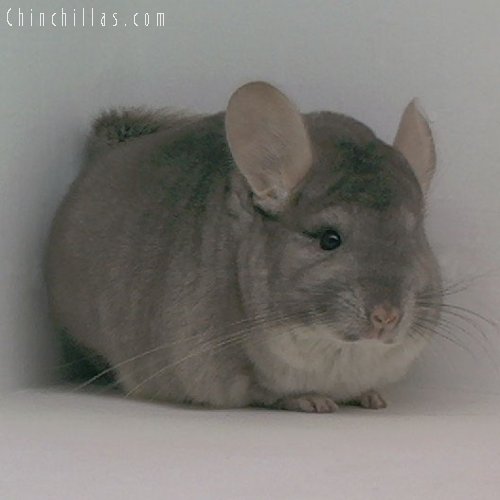 1658 1st Place Beige Female Chinchilla