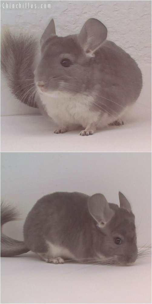 1663 Violet Female Chinchilla