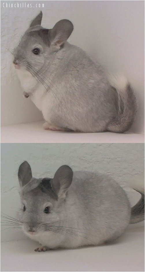 1616 Show Quality Mosaic Female Chinchilla