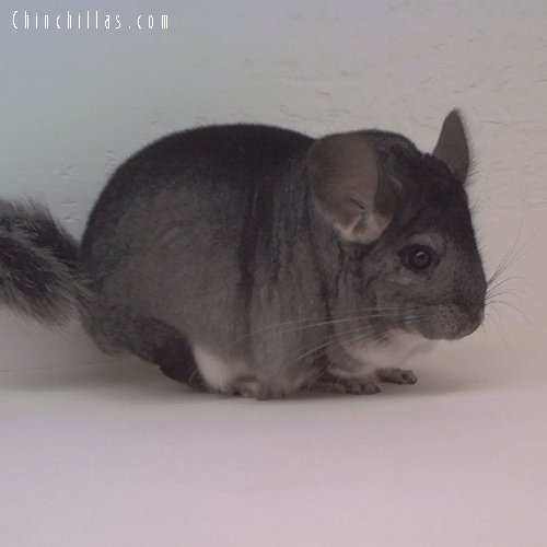 1629 Top Show Quality Standard Female Chinchilla