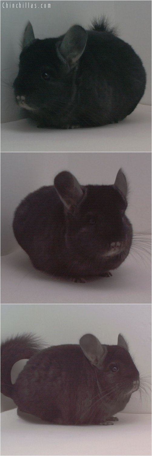 1672 Showable Ebony Male Chinchilla