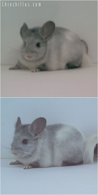 1668 Ebony and White Hybrid Female Chinchilla!!!