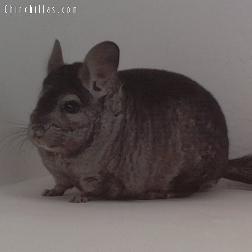 1651 Showable Heterozygous Ebony Male Chinchilla