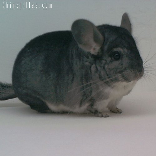 1641 Top Show Quality Standard Female Chinchilla