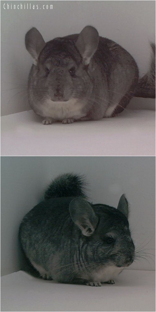 1681 Standard Female Chinchilla