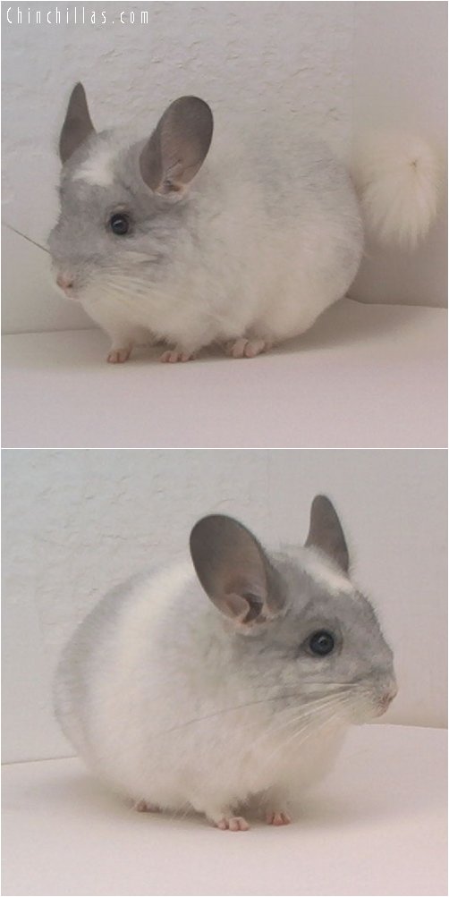 1682 White Mosaic Female Chinchilla