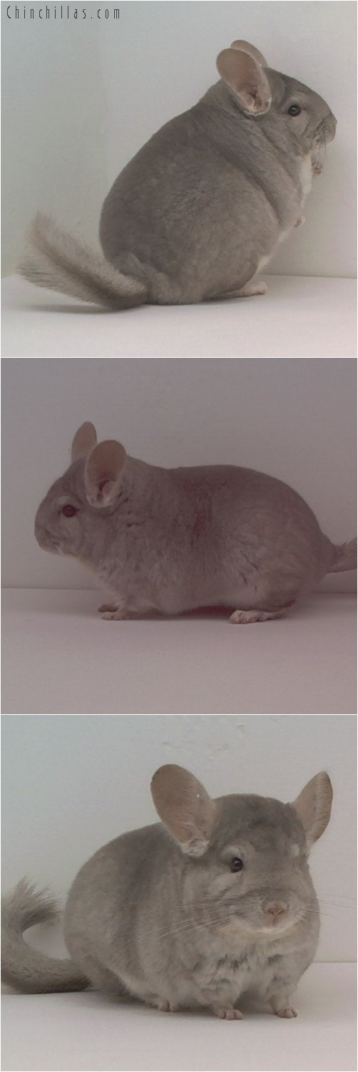 1664 Reserve Class Champion Beige Female Chinchilla