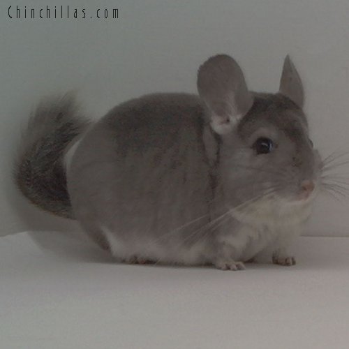 1669 Showable Violet Male Chinchilla