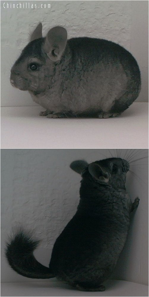 1662 Heterozygous Ebony Male Chinchilla