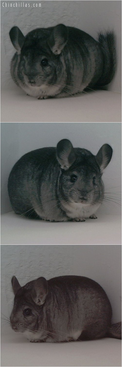 1644 Top Show Quality Standard Female Chinchilla