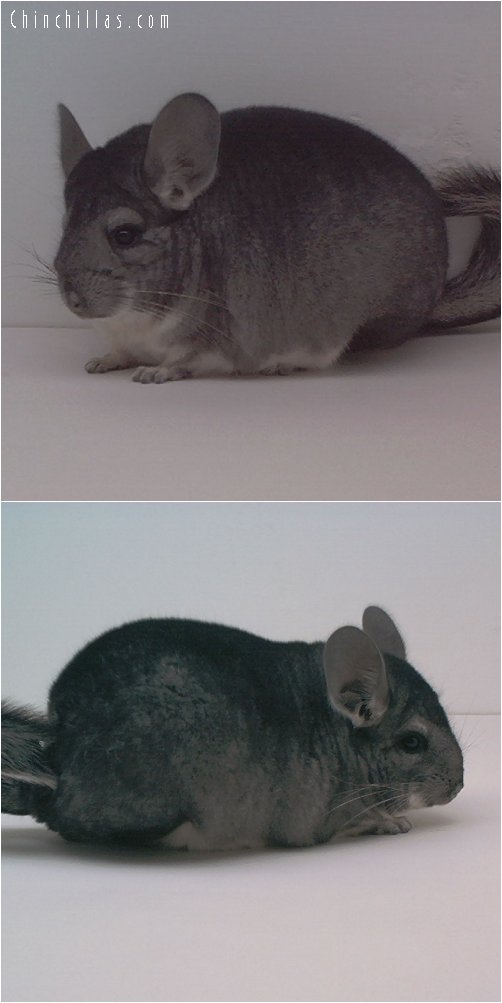 1674 Show Quality Standard Male Chinchilla