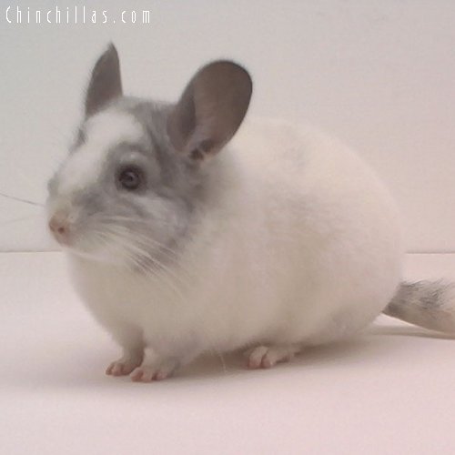 1684 Show Quality Mosaic Female Chinchilla