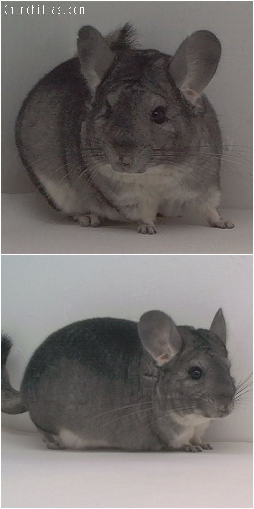 1676 Showable Standard Female Chinchilla