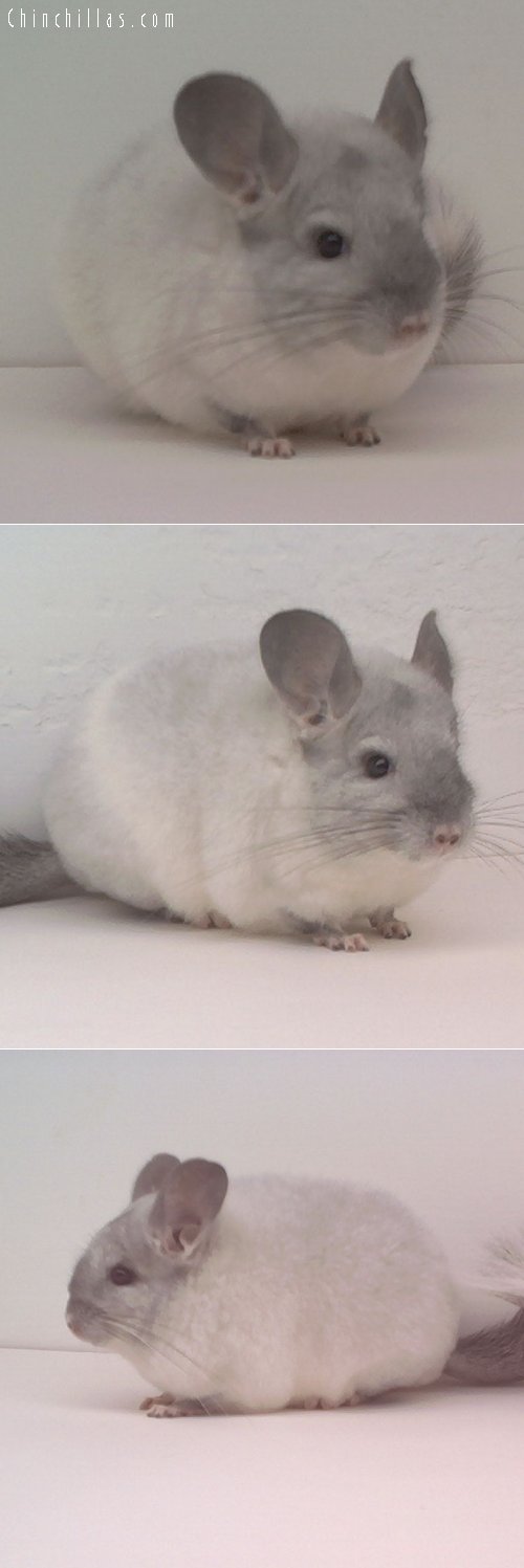 1670 TOV White Female Chinchilla