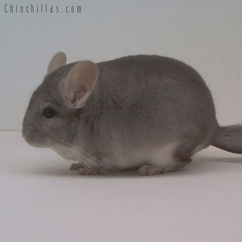 1691 Show Quality Beige Male Chinchilla