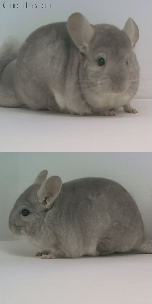 1683 Show Quality Beige Female Chinchilla