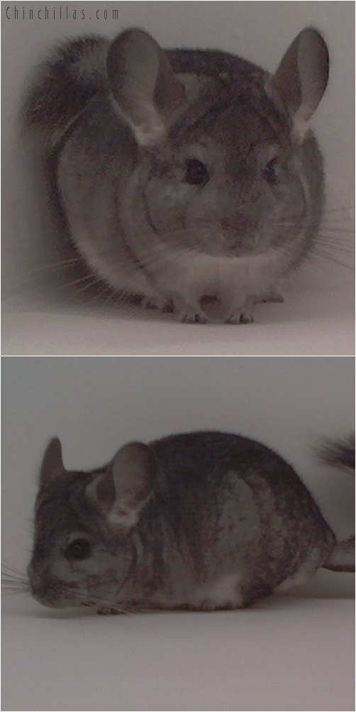 1706 Standard ( Violet Carrier ) Female Chinchilla