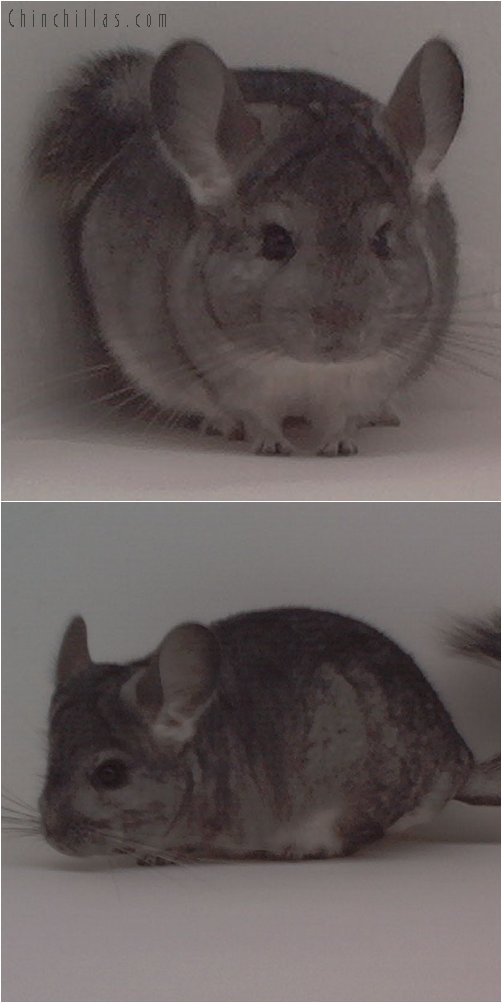 1706 Standard ( Violet Carrier ) Female Chinchilla