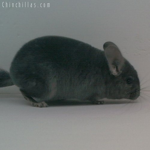 1728 Showable Wrap-around Violet Female Chinchilla