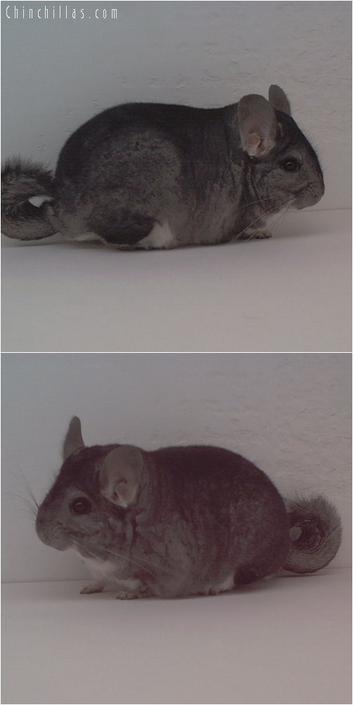 1678 Show Quality Pure Standard Male Chinchilla