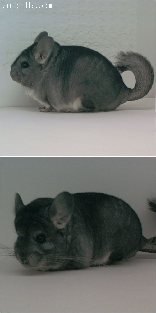 1685a Show Quality Pure Standard Female Chinchilla