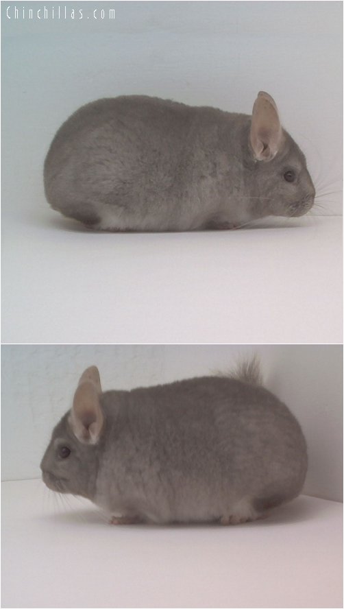 1722 Show Quality Beige Female Chinchilla