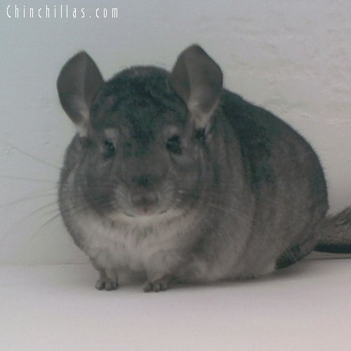 1697 Standard ( Ebony Carrier ) Female Chinchilla