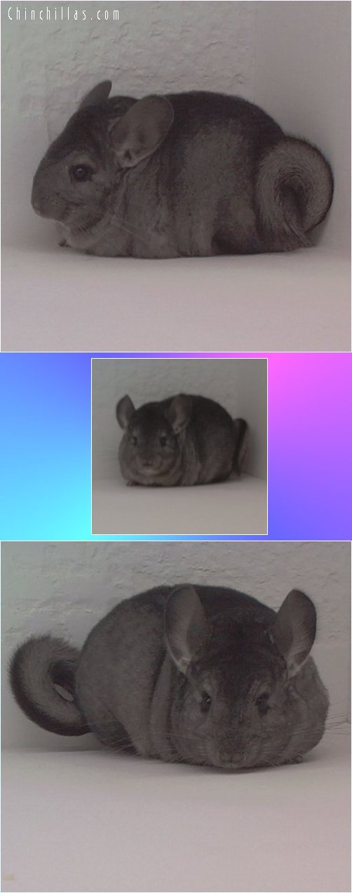 1702 Heterozygous Ebony Female Chinchilla