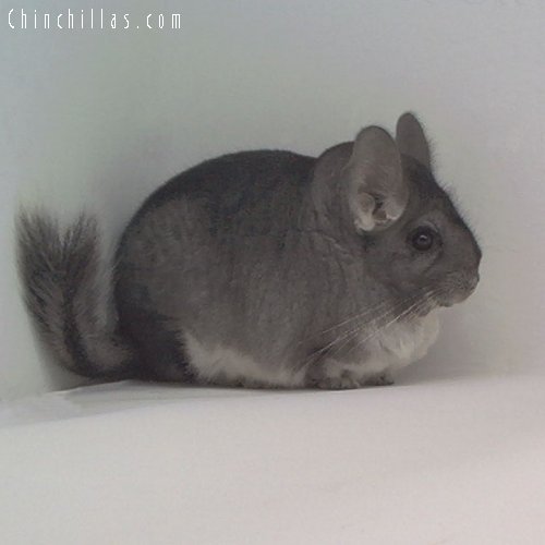 1714 Top Show Quality Standard Female Chinchilla