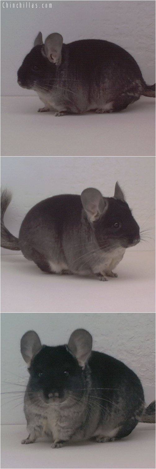 1687 Show Quality Black Velvet Female Chinchilla