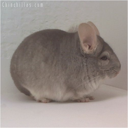 1735 Large Showable Beige Male Chinchilla