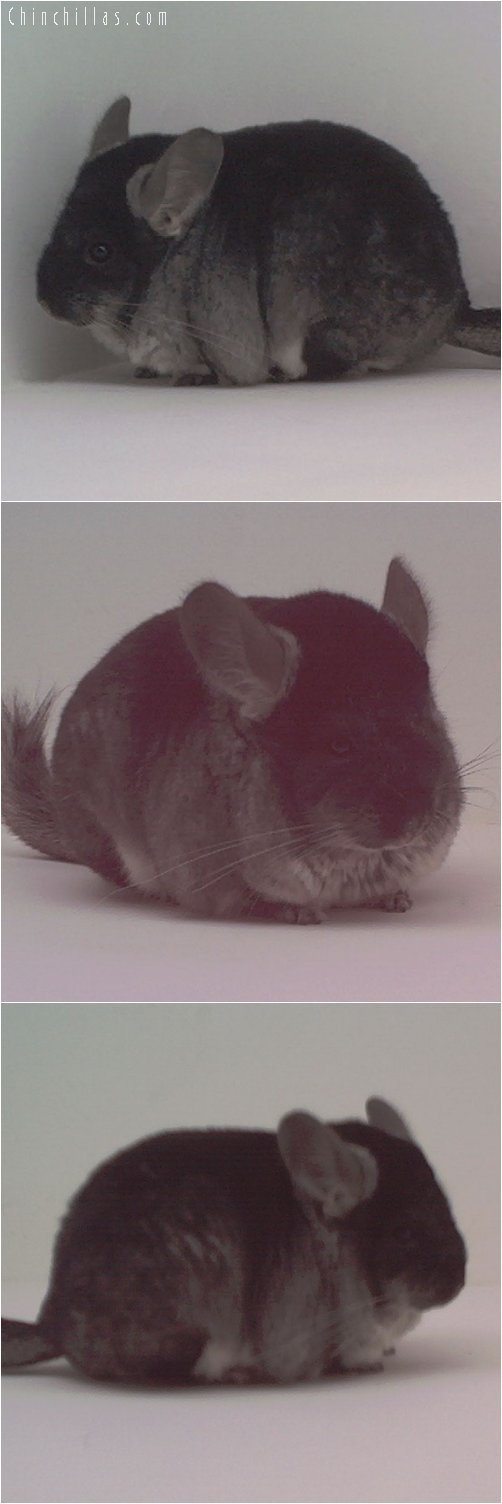 1736 Show Quality Black Velvet Female Chinchilla