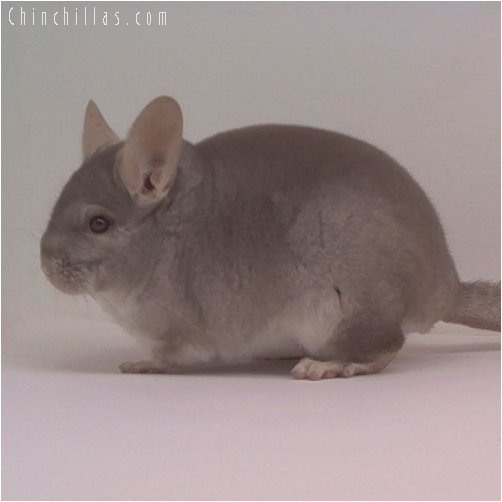 1733 ECBC 1st Place Beige Male Chinchilla